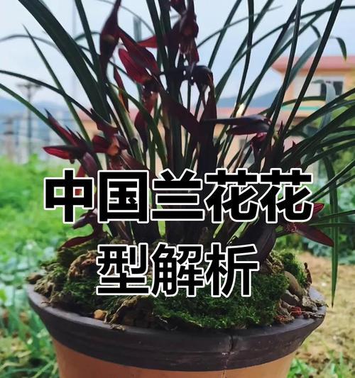 兰花品种大全有哪些？如何养护不同品种的兰花？