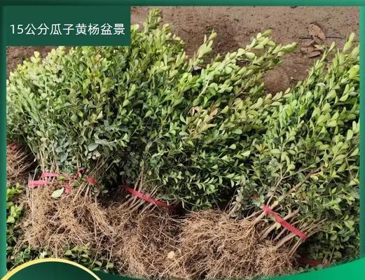 盆景剪枝的最佳时机是什么时候？剪枝后如何护理？