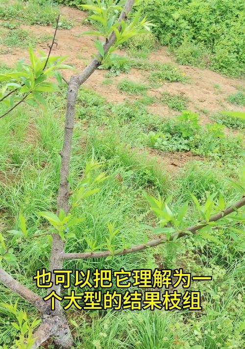 盆景剪枝的最佳时机是什么时候？剪枝后如何护理？