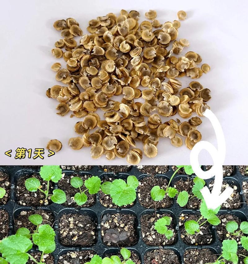 五星花种子的最佳播种时间是什么时候？