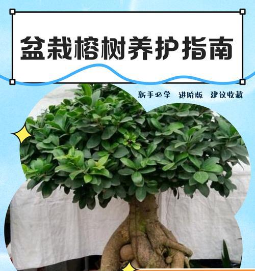 怎么养水榕？水榕的养殖方法是什么？