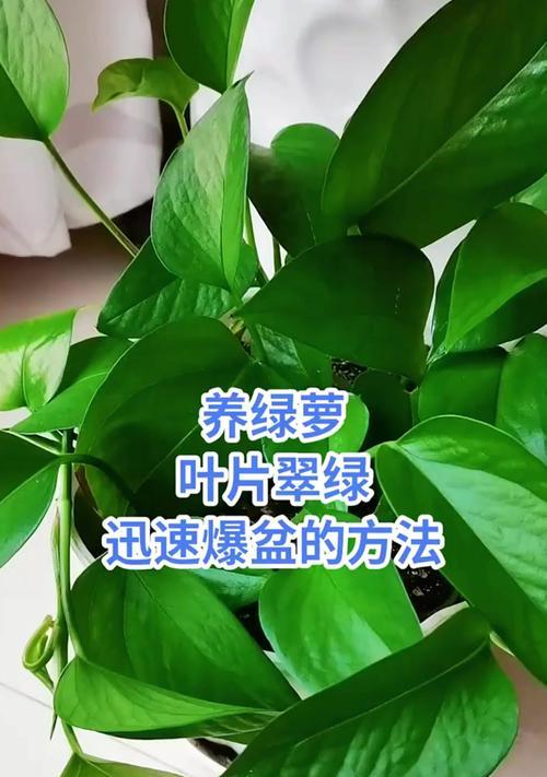 绿萝叶子软了是什么原因？如何恢复叶子的硬度？