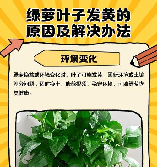 绿萝叶子软了是什么原因？如何恢复叶子的硬度？