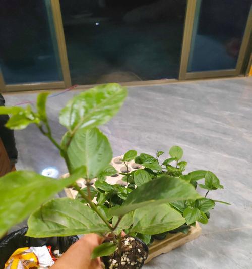 百香果幼苗的外观特点是什么？