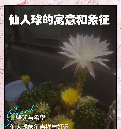 仙人球萎缩了怎么救？原因及恢复措施？