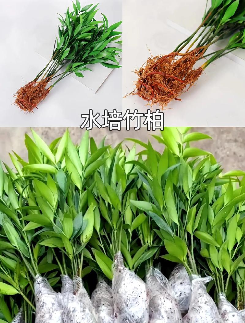 水养的竹子有哪些？水培竹子的养护技巧是什么？