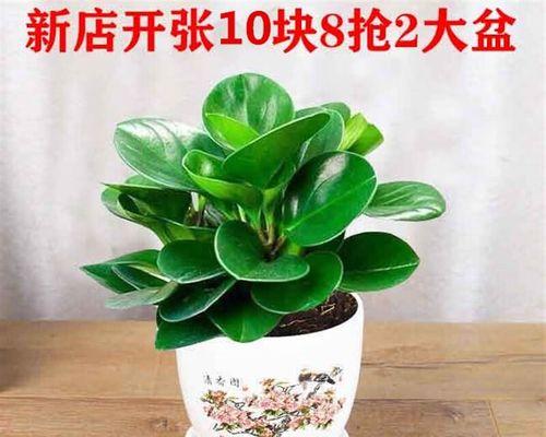 豆瓣绿分盆的最佳时机和方法是什么？