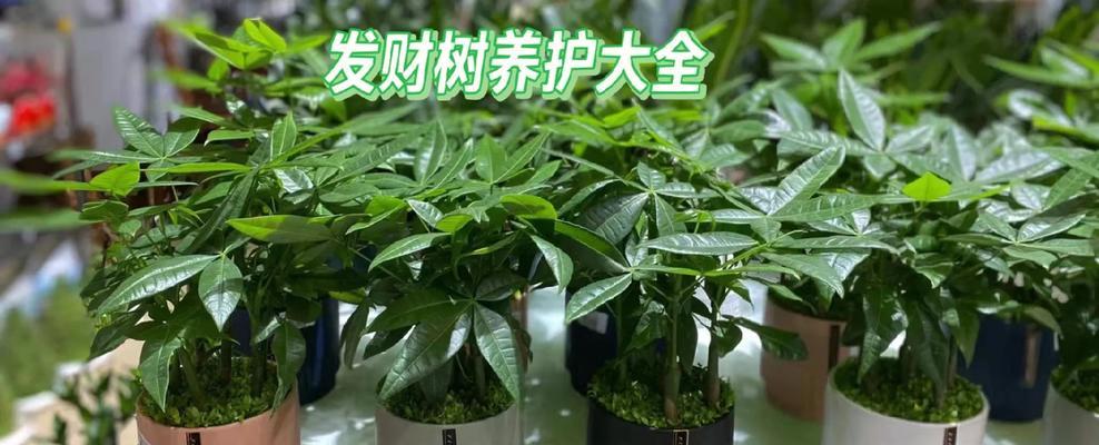 发财树叶子皱的解决措施有哪些？