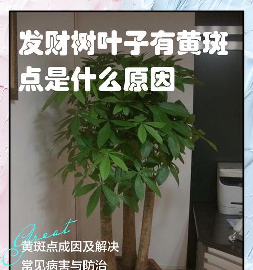 发财树叶子皱的解决措施有哪些？