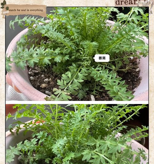 春天换盆的正确步骤是什么？换盆后如何照顾植物？