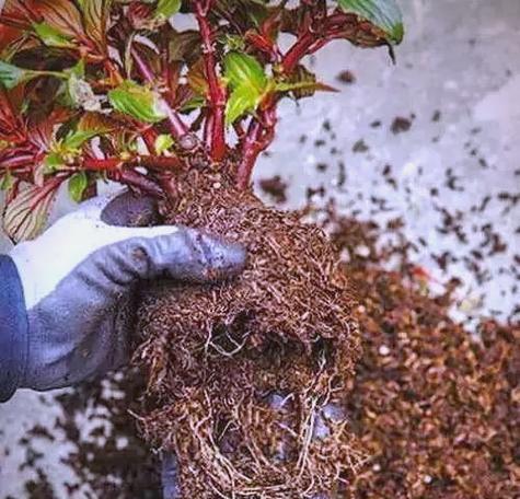 春天换盆的正确步骤是什么？换盆后如何照顾植物？