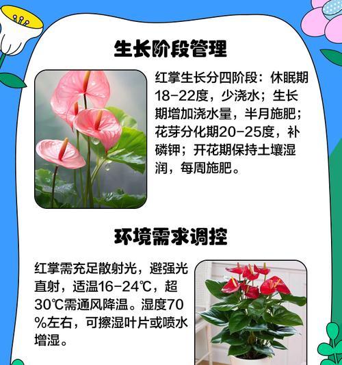 红掌有哪些品种？不同品种的红掌有何区别？