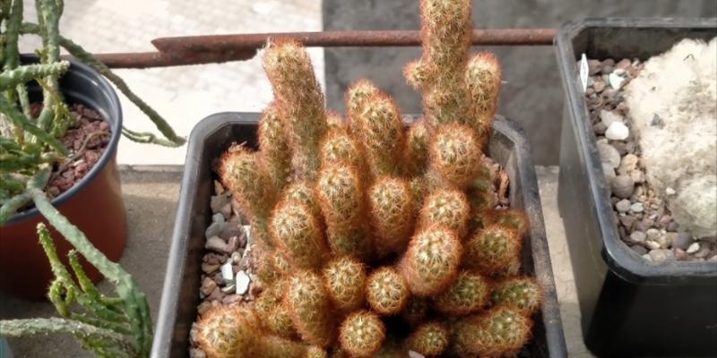 仙人掌应该用什么类型的花盆？选择合适花盆的技巧？