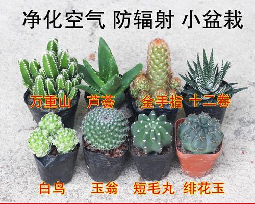 仙人掌应该用什么类型的花盆？选择合适花盆的技巧？