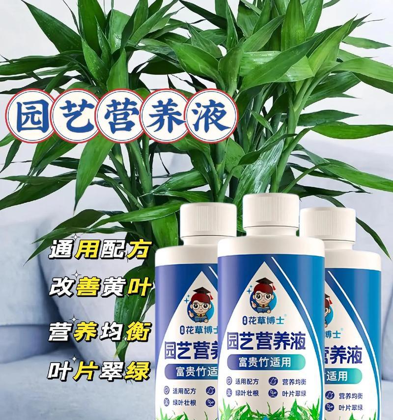 水养富贵竹发黄的解决措施有哪些？