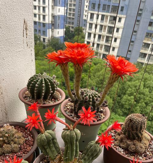 仙人球有哪些品种？如何选择适合自己的仙人球？