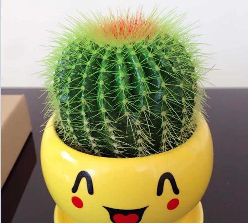 仙人球有哪些品种？如何选择适合自己的仙人球？