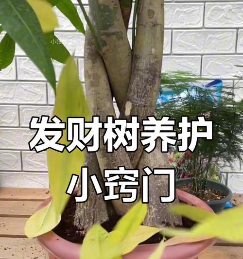 发财树枯萎了怎么办？