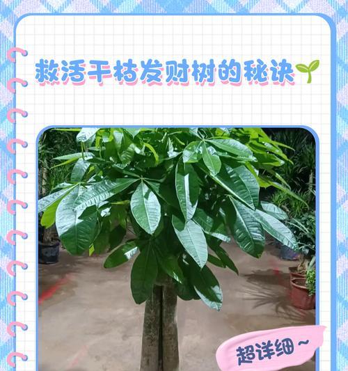 发财树枯萎了怎么办？