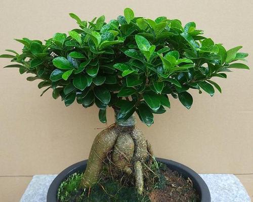 榕树长虫了怎么处理？榕树虫害的防治方法有哪些？