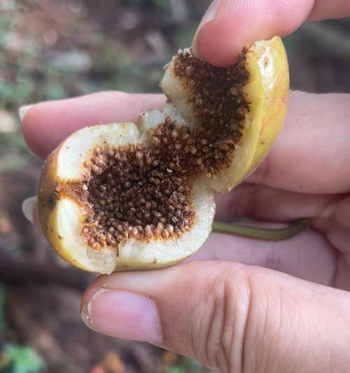 榕树长虫了怎么处理？榕树虫害的防治方法有哪些？