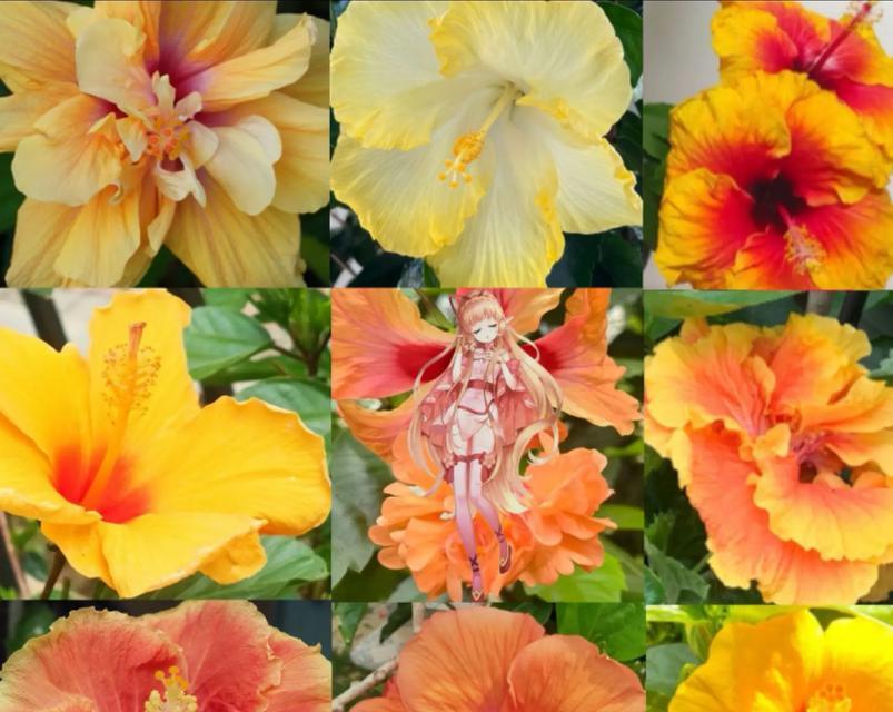 朱槿花有哪些颜色的品种？