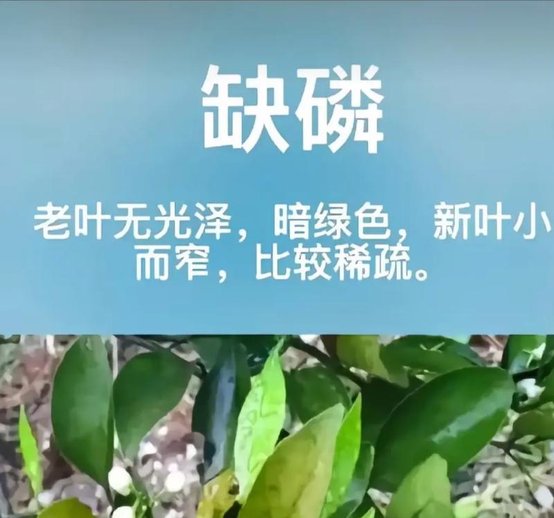 植物新叶发黄的原因是什么？如何解决新叶黄化问题？