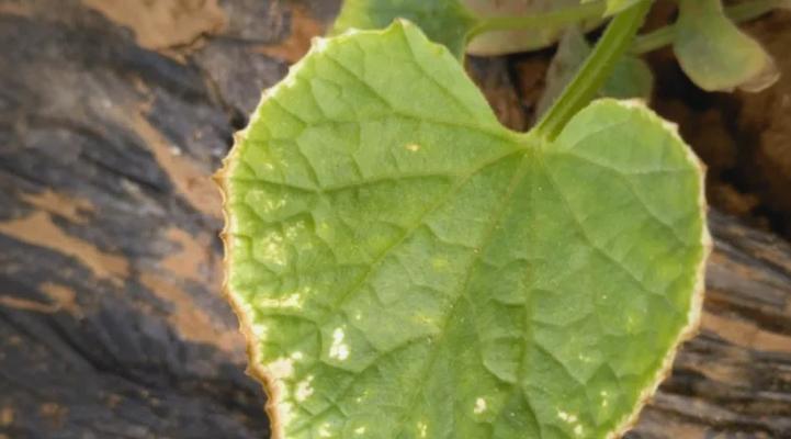 植物新叶发黄的原因是什么？如何解决新叶黄化问题？