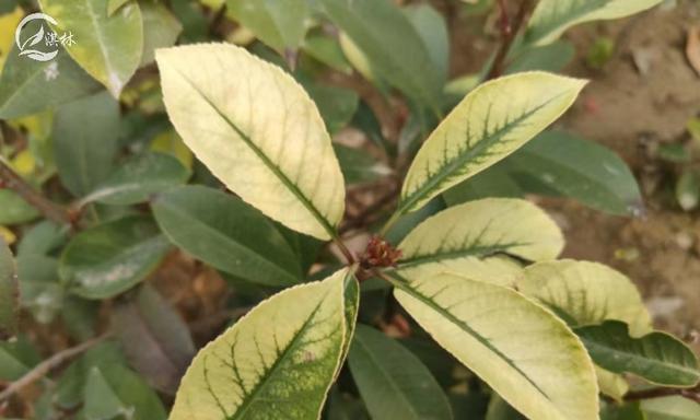 植物新叶发黄的原因是什么？如何解决新叶黄化问题？