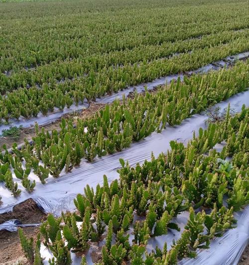 千手观音植物怎么养？千手观音的养护方法是什么？