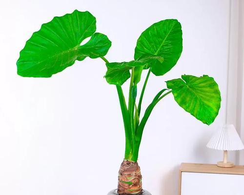 千手观音植物怎么养？千手观音的养护方法是什么？