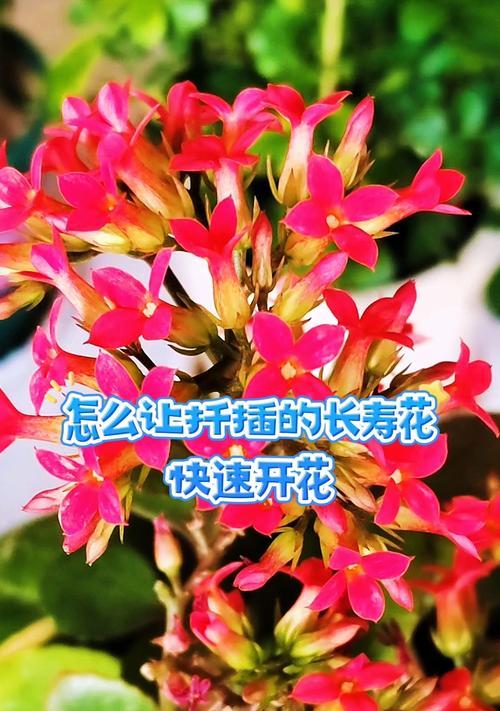 如何让长寿花开出更多花朵？