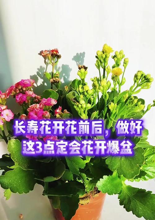 如何让长寿花开出更多花朵？