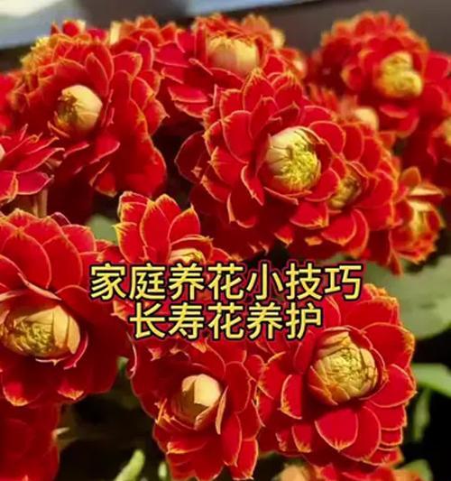 如何让长寿花开出更多花朵？