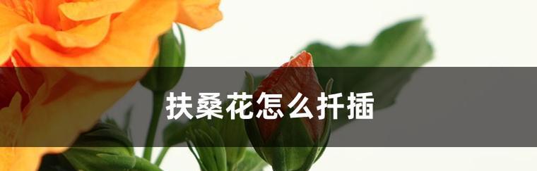 扶桑花扦插的步骤是什么？怎样提高扶桑花扦插的成活率？