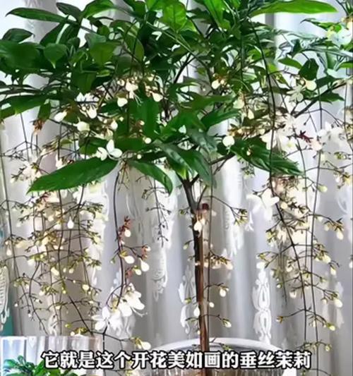 盆栽植物怎么种？有哪些技巧可以提高成活率？