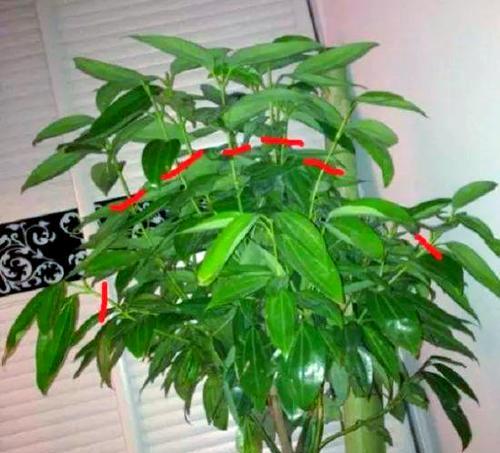 盆栽植物怎么种？有哪些技巧可以提高成活率？