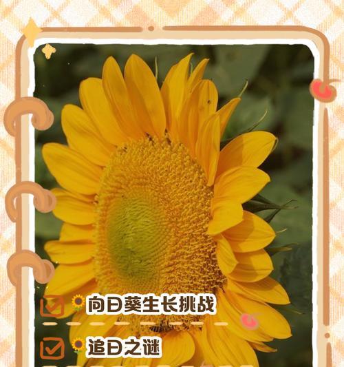 向日葵的生长过程是怎样的？如何促进向日葵生长？