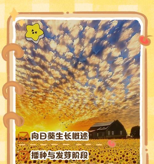 向日葵的生长过程是怎样的？如何促进向日葵生长？