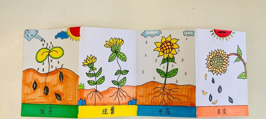 向日葵的生长过程是怎样的？如何促进向日葵生长？
