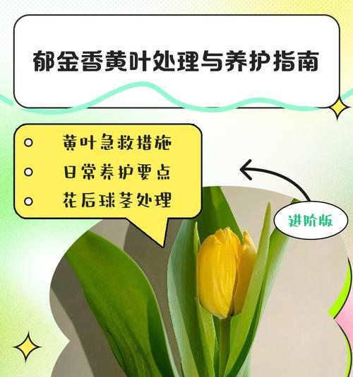 郁金香的养护方法和注意事项有哪些？