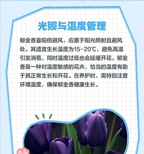 郁金香的养护方法和注意事项有哪些？