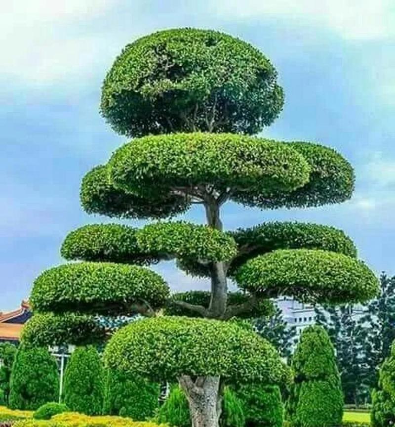冬天适合种植哪些树种？选择标准是什么？