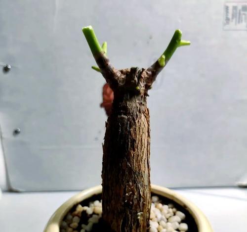 冬天适合种植哪些树种？选择标准是什么？
