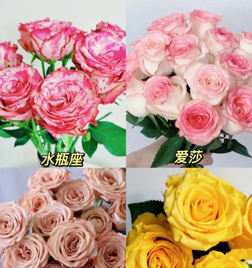 玫瑰花品种大全有哪些？如何选择适合的玫瑰花品种？