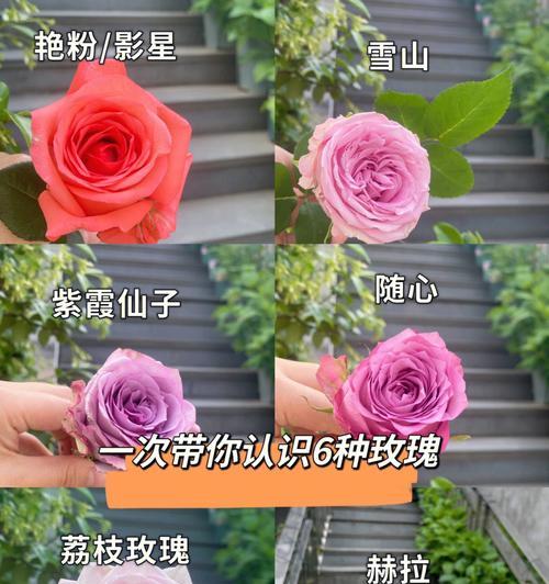 玫瑰花品种大全有哪些？如何选择适合的玫瑰花品种？