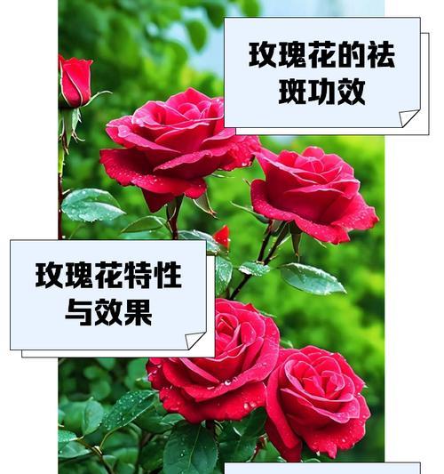 玫瑰花品种大全有哪些？如何选择适合的玫瑰花品种？