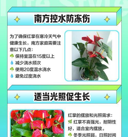 红掌花的养殖技巧和注意事项？