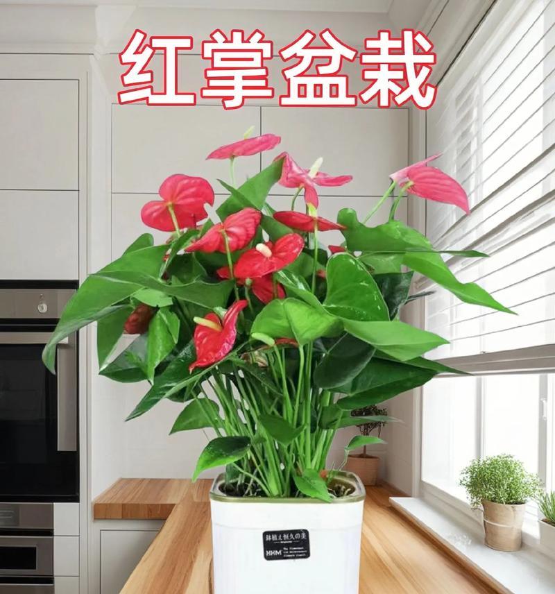 红掌花的养殖技巧和注意事项？