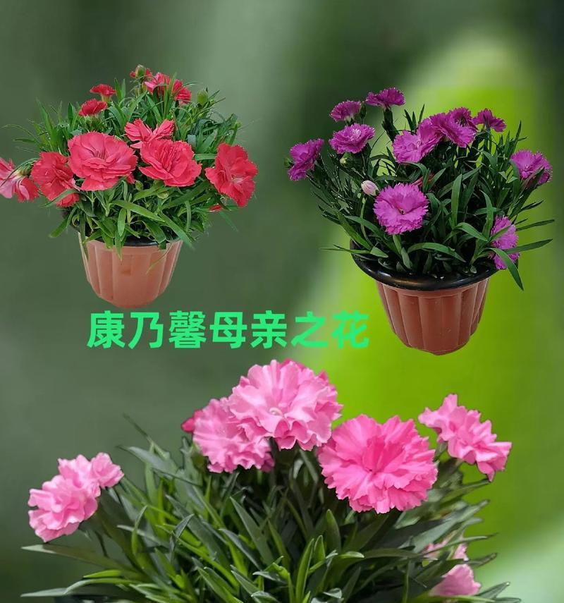 康乃馨花种植的最佳季节是什么时候？